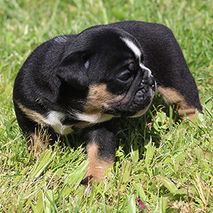 Female 3 - $3500 Black Tri
