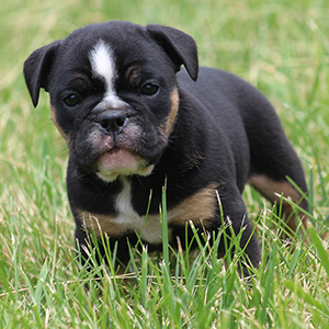 Female 1 - $3200 Black Tri