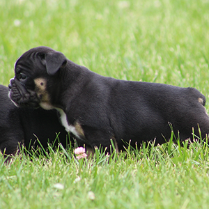 Female 1 - $3200 Black Tri