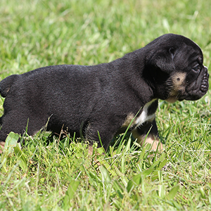Female 1 - $3500 Black Tri