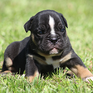 Female 1 - $3500 Black Tri