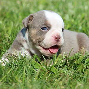 Female 2 - $3500 Lilac Tri