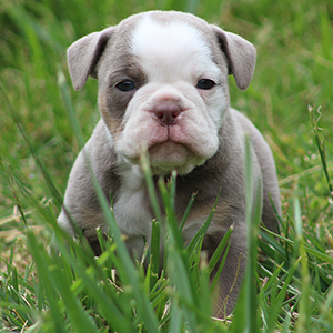 Female 2 - $3200 Lilac Tri