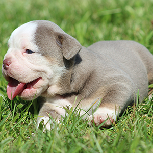 Female 2 - $3500 Lilac Tri