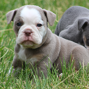 Female 2 - $3200 Lilac Tri