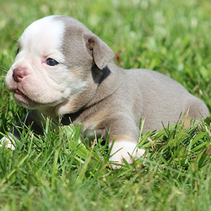 Female 2 - $3500 Lilac Tri
