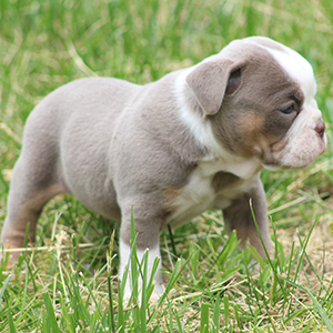 Female 2 - $3200 Lilac Tri