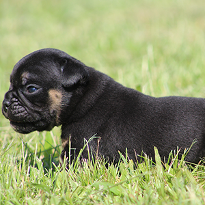 Male 1 - $3500 Black Tri