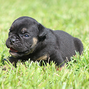 Male 1 - $3500 Black Tri