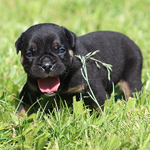 Male 1 - $3500 Black Tri