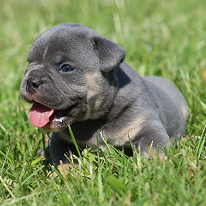 Male 2 - $3500 Blue Tri