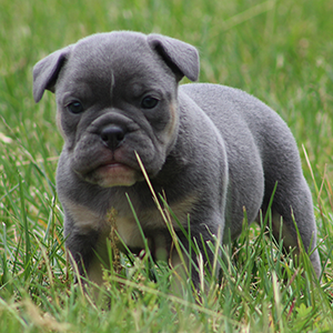 Male 2 - $3200 Blue & Tan
