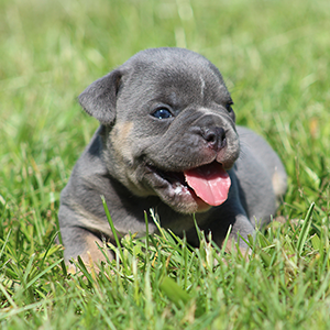 Male 2 - $3500 Blue Tri
