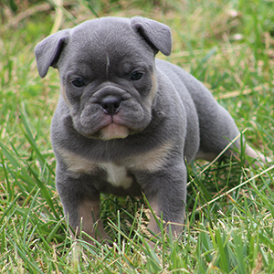 Male 2 - $3200 Blue & Tan