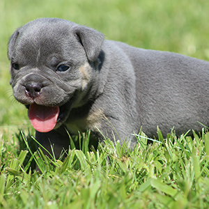 Male 2 - $3500 Blue Tri