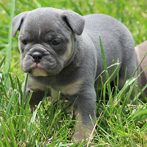 Male 2 - $3200 Blue & Tan