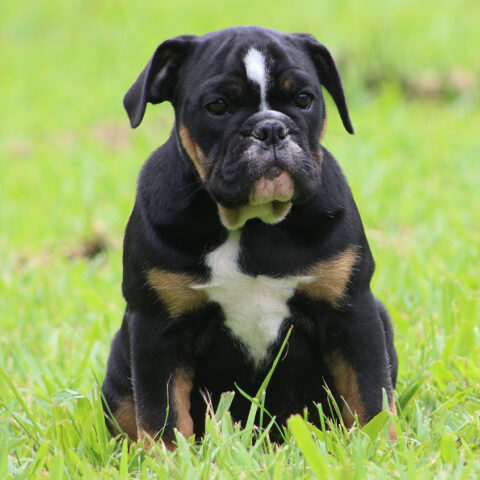 Female 1 - $2800 Black Tri