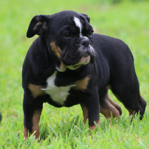 Female 1 - $2800 Black Tri
