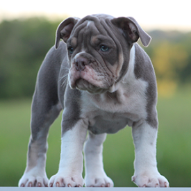 Female 1 - $3000 Lilac Tri