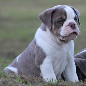 Male 1 - $3000 Lilac Tri