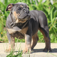 Female1 - $2500 Blue & Tan