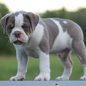 Male 1 - $3000 Lilac Tri
