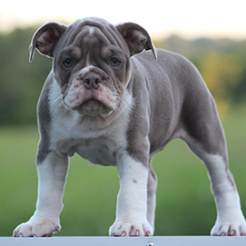 Female 1 - $3000 Lilac Tri