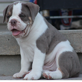 Male 1 - $3000 Lilac Tri