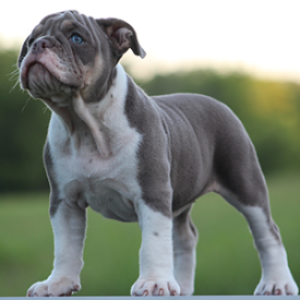 Female 1 - $3000 Lilac Tri
