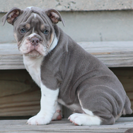 Female 1 - $3000 Lilac Tri