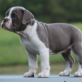 Female 2 - $3000 Lilac & White