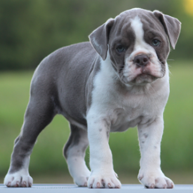 Female 2 - $3000 Lilac & White