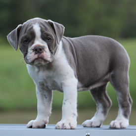Female 2 - $3000 Lilac & White