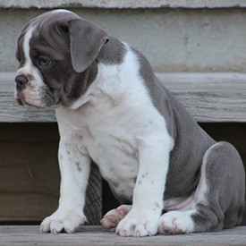 Female 2 - $3000 Lilac & White