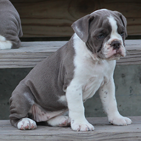 Female 2 - $3000 Lilac & White