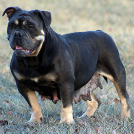 Rio Bravo's Vicla Bulldog